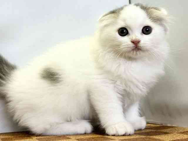 2025年8月31日生まれのスコティッシュフォールドの2枚目の写真