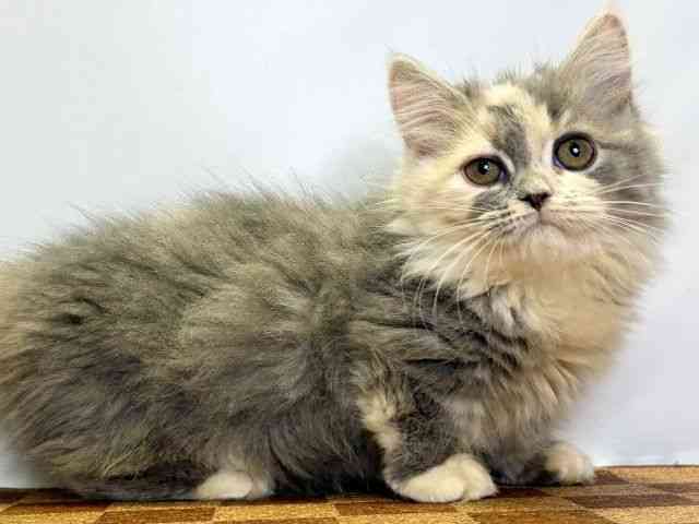 2025年8月9日生まれのミヌエットの2枚目の写真