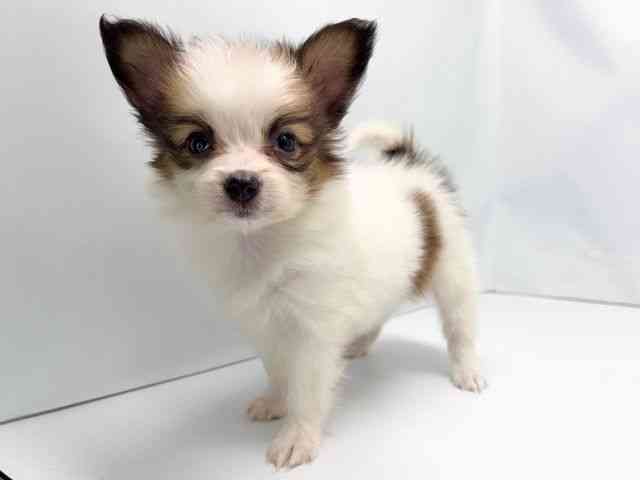 京都府のパピヨン (ひごペットフレンドリー洛北阪急スクエア店/2025年8月31日生まれ/女の子/ホワイトブラウン)の子犬の2枚目の画像