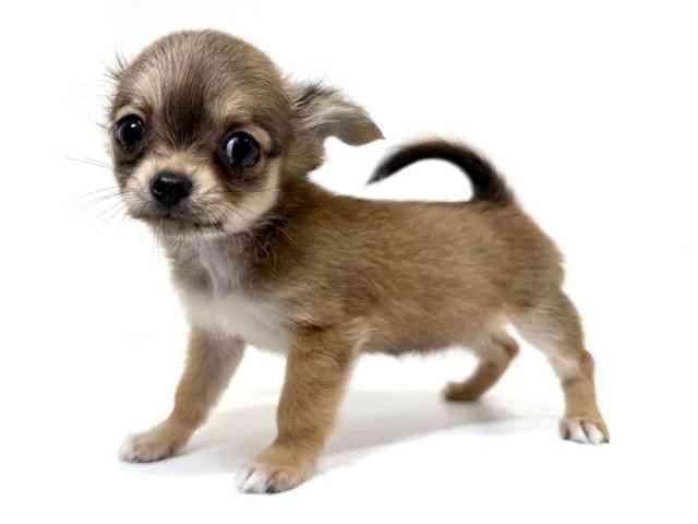 兵庫県のチワワ(ロング) (ひごペットフレンドリーイトーヨーカドー明石店/2025年8月31日生まれ/女の子/レッド)の子犬の2枚目の画像