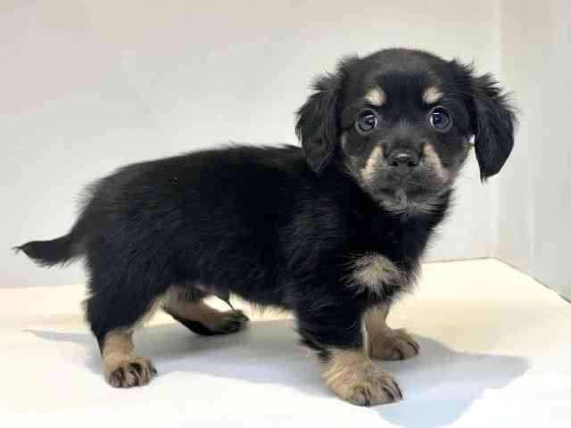 大阪府のチワックス(チワワ×ダックス) (ひごペットフレンドリーセブンパーク天美店/2025年8月30日生まれ/男の子/ブラックタン)の子犬の2枚目の画像