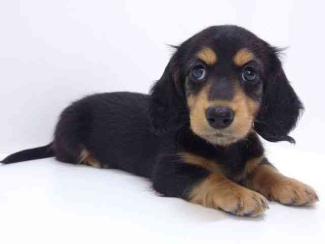 大阪府のミニチュアダックスフンド(ロング) (ひごペットフレンドリーいこらもーる泉佐野店/2025年8月28日生まれ/女の子/ブラックタン)の子犬の2枚目の画像