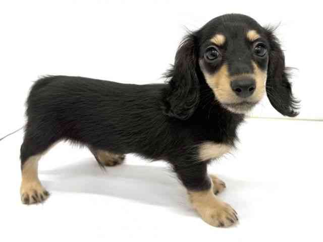 大阪府のミニチュアダックスフンド(ロング) (ひごペットフレンドリーイオンタウン茨木太田店/2025年8月24日生まれ/男の子/ブラックイエロー)の子犬の2枚目の画像