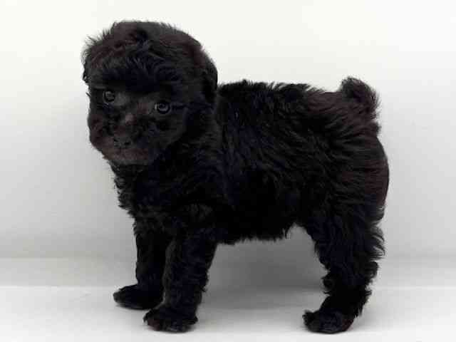 2025年8月31日生まれのトイプードル(トイ)の2枚目の写真