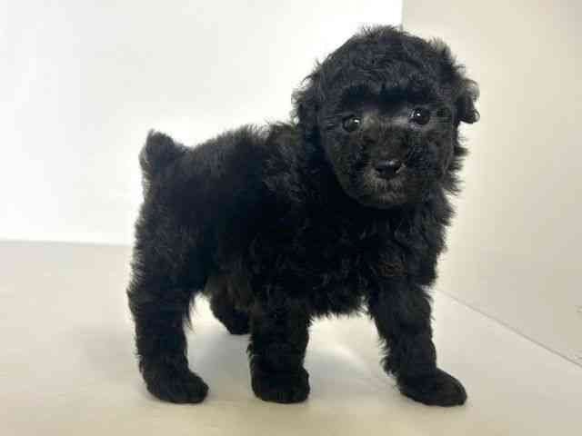 2025年8月31日生まれのトイプードル(トイ)の2枚目の写真