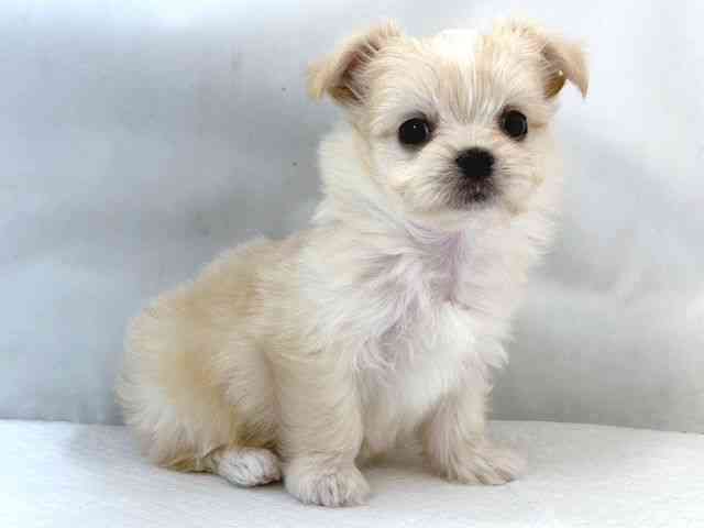 大阪府のチワマル/マルチワ(チワワ×マルチーズ) (ひごペットフレンドリー堺プラットプラット店/2025年8月28日生まれ/女の子/クリームホワイト)の子犬の2枚目の画像