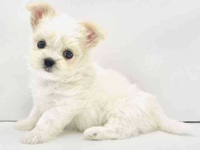 兵庫県のチワマル/マルチワ(チワワ×マルチーズ) (ひごペットフレンドリークラウンパーク伊丹店/2025年8月28日生まれ/女の子/ホワイトクリーム)の子犬の2枚目の画像