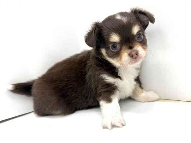 大阪府のチワワ(ロング) (ひごペットフレンドリーイオンタウン茨木太田店/2025年8月30日生まれ/男の子/チョコレートタンホワイト)の子犬の2枚目の画像