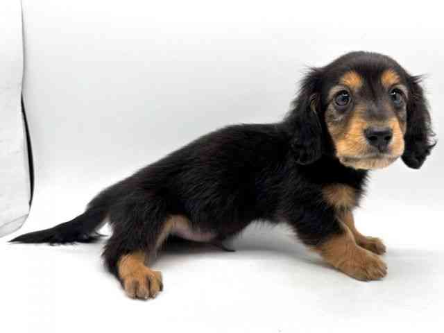 2025年8月30日生まれのカニンヘンダックスフンド(ロング)の2枚目の写真