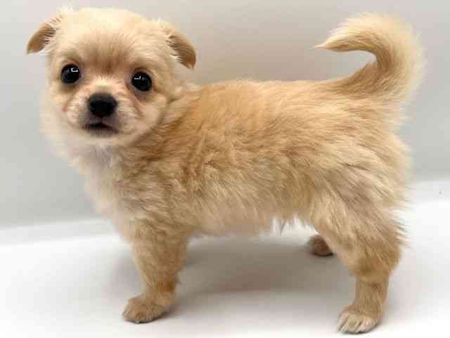 京都府のポメチワ/チワポメ/ポメチー(ポメラニアン×チワワ) (ひごペットフレンドリーイオンモール高の原店/2025年8月31日生まれ/男の子/クリーム)の子犬の2枚目の画像