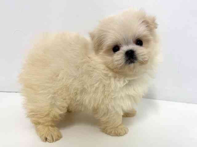 2025年8月30日生まれのポメマル/マルポメ(ポメラニアン×マルチーズ)の2枚目の写真