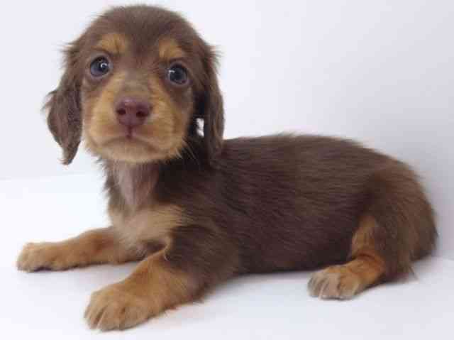 大阪府のミニチュアダックスフンド(ロング) (ひごペットフレンドリーいこらもーる泉佐野店/2025年8月30日生まれ/男の子/チョコレートタンホワイト)の子犬の2枚目の画像