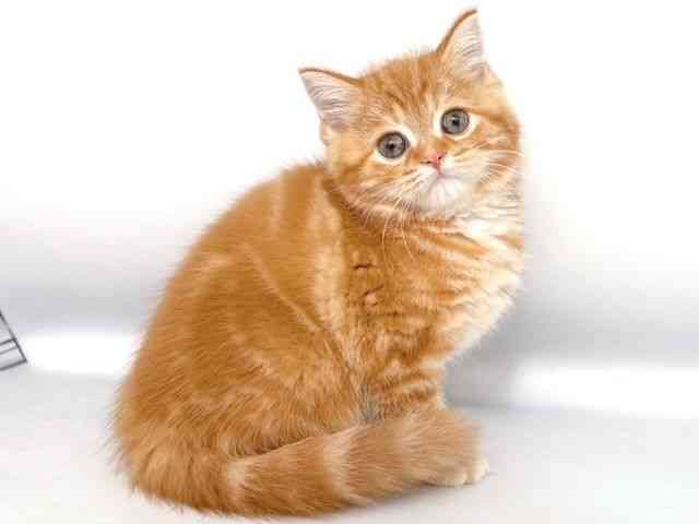 2025年8月30日生まれのスコティッシュフォールドの2枚目の写真