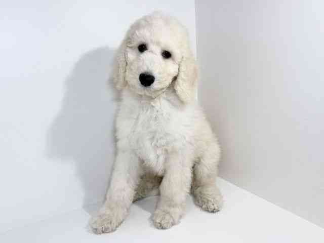 兵庫県のスタンダードプードル (ひごペットフレンドリーイトーヨーカドー明石店/2025年8月23日生まれ/男の子/クリーム)の子犬の2枚目の画像