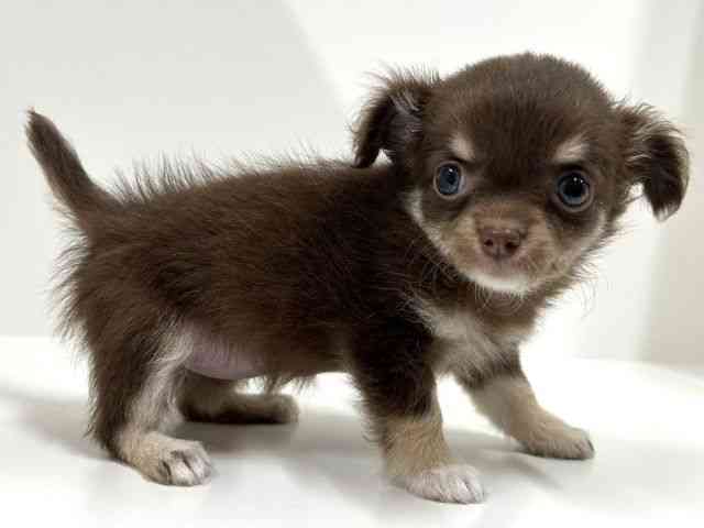 奈良県のチワワ(ロング) (ひごペットフレンドリーイオンモール橿原ウエストビレッジ店/2025年8月30日生まれ/女の子/チョコレートタンホワイト)の子犬の2枚目の画像