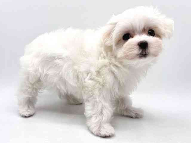 奈良県のマルチーズ (ひごペットフレンドリー田原本店/2025年8月29日生まれ/女の子/ホワイト)の子犬の2枚目の画像