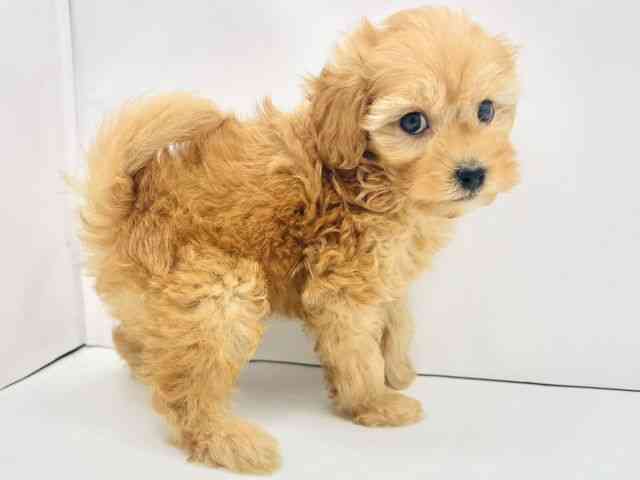兵庫県のマルプー(マルチーズ×プードル) (ひごペットフレンドリークラウンパーク伊丹店/2025年8月31日生まれ/男の子/アプリコット)の子犬の2枚目の画像