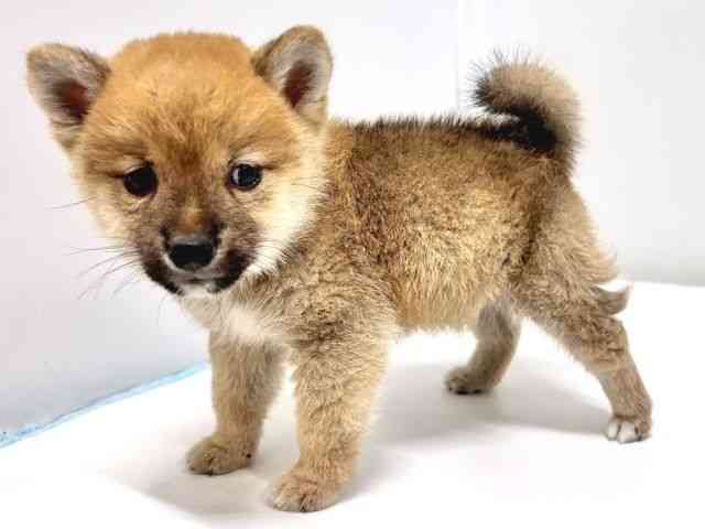 2025年8月28日生まれの柴犬(標準サイズ)の2枚目の写真