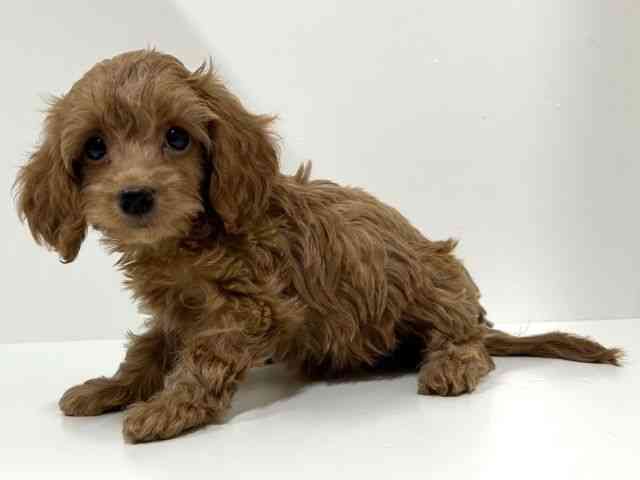 奈良県のハーフ犬・ミックス犬 (ひごペットフレンドリーイオンモール橿原ウエストビレッジ店/2025年8月24日生まれ/女の子/レッド)の子犬の2枚目の画像