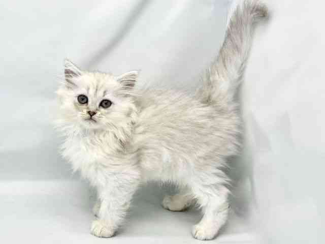 2025年8月29日生まれのペルシャの2枚目の写真