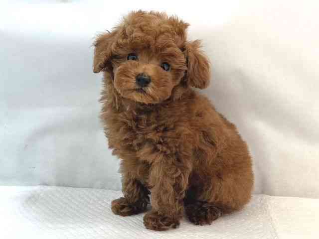 大阪府のトイプードル(トイ) (ひごペットフレンドリー堺プラットプラット店/2025年8月31日生まれ/男の子/レッド)の子犬の2枚目の画像