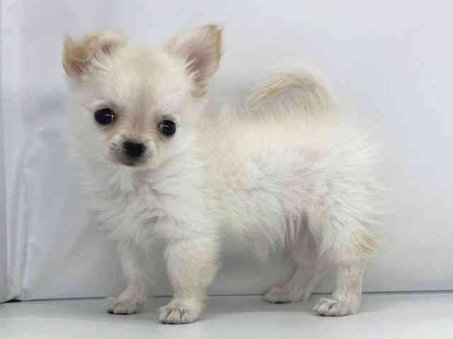 兵庫県のチワワ(ロング) (ひごペットフレンドリーイオンタウン加古川店/2025年8月30日生まれ/女の子/ホワイトクリーム)の子犬の2枚目の画像