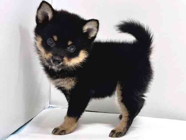 2025年8月30日生まれのポメ柴/豆ポメ/ポメ豆柴(ポメラニアン×柴犬)の2枚目の写真