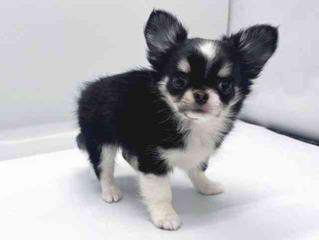 京都府のチワワ(ロング) (ひごペットフレンドリー京都店/2025年8月29日生まれ/女の子/ブラッククリームホワイト)の子犬の2枚目の画像