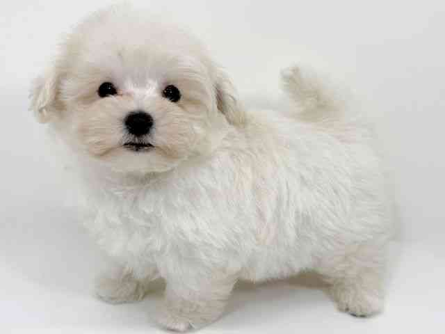 2025年8月31日生まれのマルプー(マルチーズ×プードル)の2枚目の写真