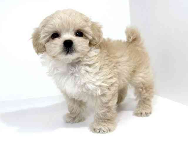 兵庫県のハーフ犬・ミックス犬 (ひごペットフレンドリーイトーヨーカドー明石店/2025年8月30日生まれ/男の子/クリーム)の子犬の2枚目の画像