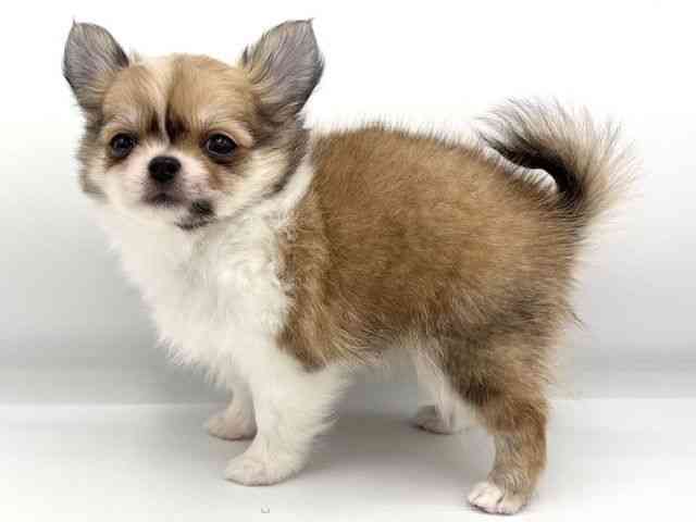 大阪府のチワワ(ロング) (ひごペットフレンドリーららぽーとEXPOCITY店/2025年8月29日生まれ/男の子/フォーンホワイト)の子犬の2枚目の画像