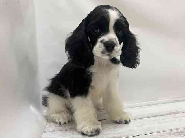 和歌山県のアメリカンコッカースパニエル (ひごペットフレンドリーパームシティ和歌山店/2025年8月30日生まれ/女の子/ブラックホワイト)の子犬の2枚目の画像