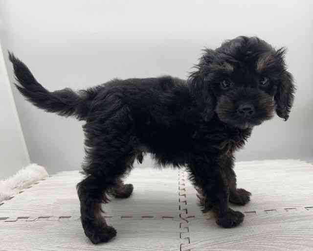 島根県のコッカプー(アメリカンコッカースパニエル×プードル) (ひごペットフレンドリーイオンモール出雲店/2025年8月30日生まれ/男の子/ブラックタン)の子犬の2枚目の画像