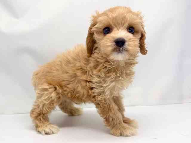 京都府のコッカプー(アメリカンコッカースパニエル×プードル) (ひごペットフレンドリー洛北阪急スクエア店/2025年8月30日生まれ/男の子/クリーム)の子犬の2枚目の画像