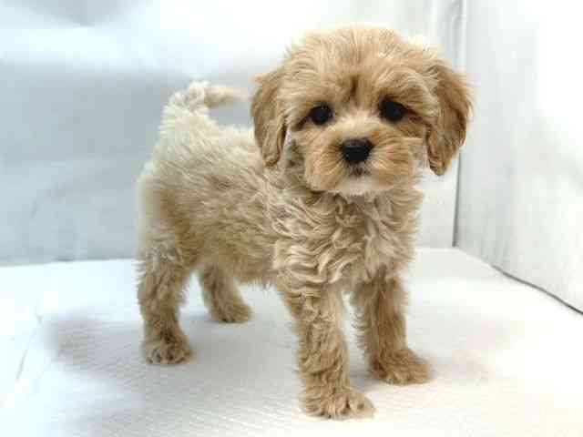 大阪府のコッカプー(アメリカンコッカースパニエル×プードル) (ひごペットフレンドリー堺プラットプラット店/2025年8月30日生まれ/男の子/クリーム)の子犬の2枚目の画像