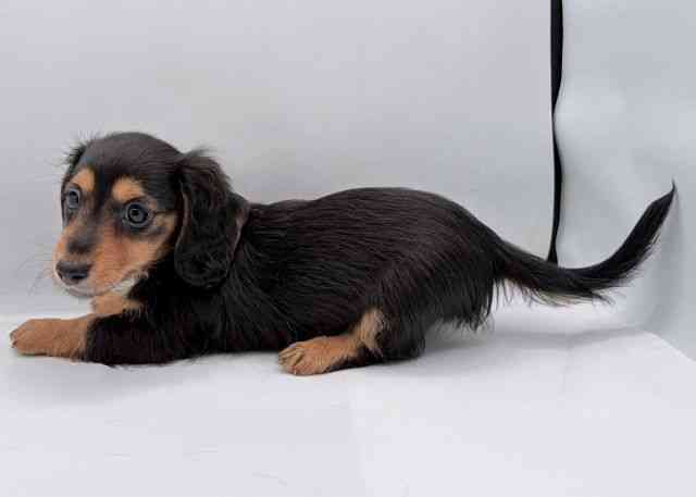 島根県のミニチュアダックスフンド(ロング) (ひごペットフレンドリーイオン松江ショッピングセンター店/2025年8月24日生まれ/男の子/ブラックタン)の子犬の2枚目の画像