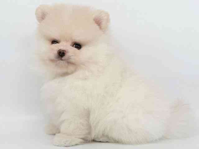 大阪府のポメラニアン (ひごペットフレンドリー瓜破店/2025年9月2日生まれ/男の子/クリーム)の子犬の2枚目の画像