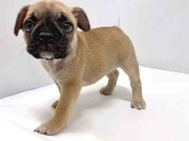 奈良県のフレンチブルドッグ (ひごペットフレンドリー奈良パワーシティ店/2025年8月26日生まれ/女の子/フォーン)の子犬の2枚目の画像