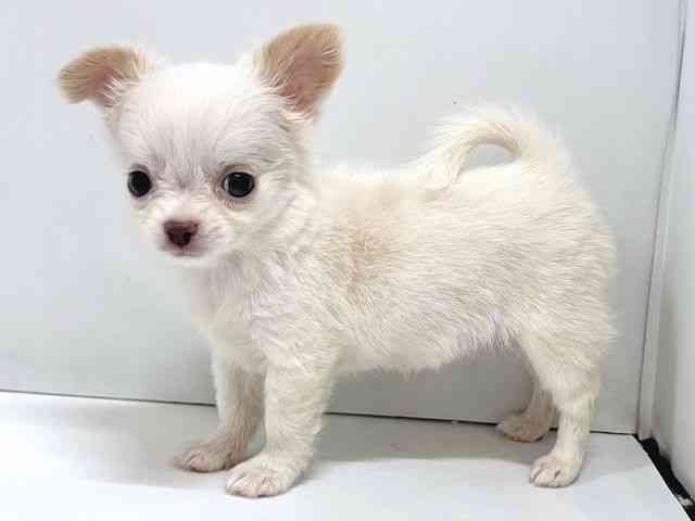 奈良県のチワワ(ロング) (ひごペットフレンドリー奈良パワーシティ店/2025年8月31日生まれ/女の子/ホワイトクリーム)の子犬の2枚目の画像