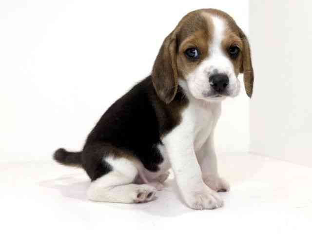 兵庫県のビーグル (ひごペットフレンドリーイトーヨーカドー明石店/2025年8月30日生まれ/男の子/ブラックタンホワイト)の子犬の2枚目の画像