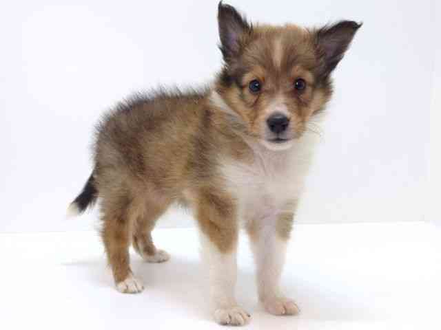 大阪府のシェットランドシープドッグ (ひごペットフレンドリーいこらもーる泉佐野店/2025年9月1日生まれ/男の子/セーブルホワイト)の子犬の2枚目の画像