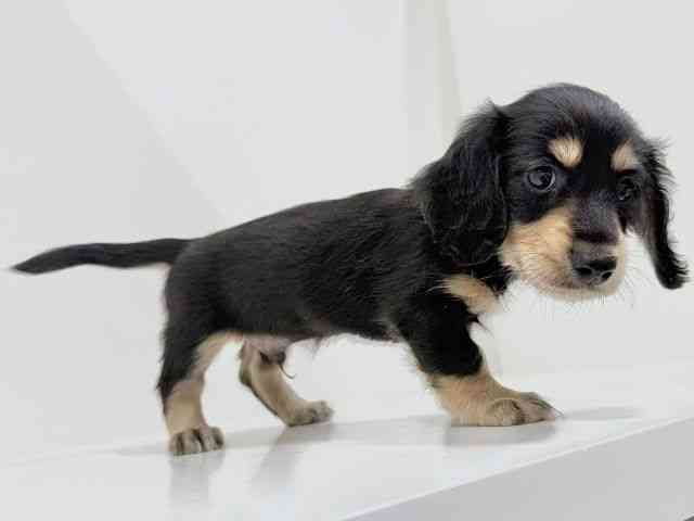 奈良県のミニチュアダックスフンド(ロング) (ひごペットフレンドリーイオンモール橿原ウエストビレッジ店/2025年8月27日生まれ/男の子/ブラックタン)の子犬の2枚目の画像