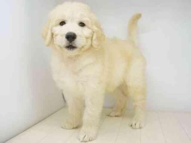 福岡県のゴールデンドゥードゥル(ゴールデン×プードル) (ひごペットフレンドリーゆめタウン筑紫野店/2025年8月31日生まれ/女の子/クリーム)の子犬の2枚目の画像