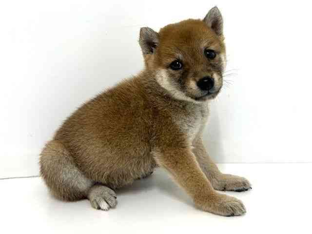 大阪府の柴犬(標準サイズ) (ひごペットフレンドリーベルファ2都島店/2025年8月30日生まれ/女の子/赤)の子犬の2枚目の画像