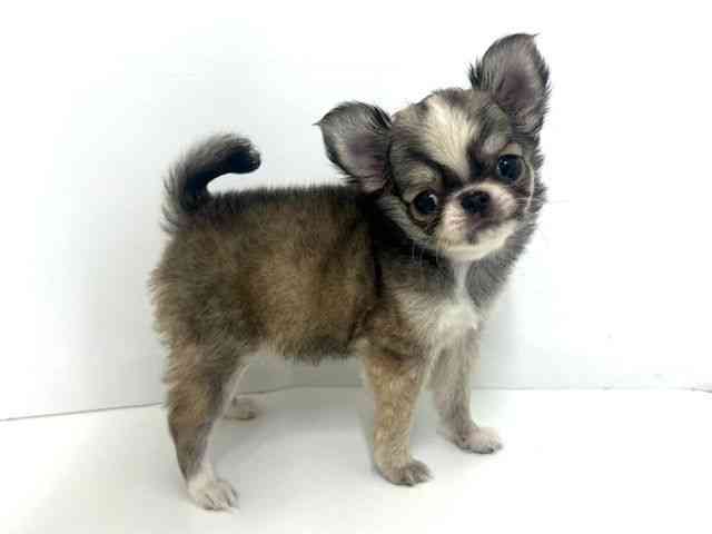 大阪府のチワワ(ロング) (ひごペットフレンドリーベルファ2都島店/2025年8月31日生まれ/女の子/レッドホワイト)の子犬の2枚目の画像