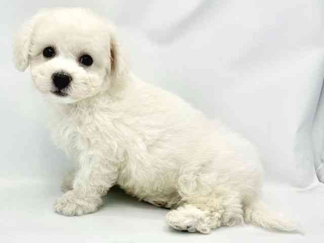 大阪府のビションフリーゼ (ひごペットフレンドリーイトーヨーカドー津久野店/2025年9月1日生まれ/男の子/ホワイト)の子犬の2枚目の画像