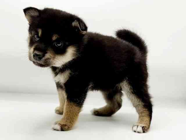 兵庫県の柴犬(標準サイズ) (ひごペットフレンドリーコロワ甲子園店/2025年9月2日生まれ/女の子/黒)の子犬の2枚目の画像