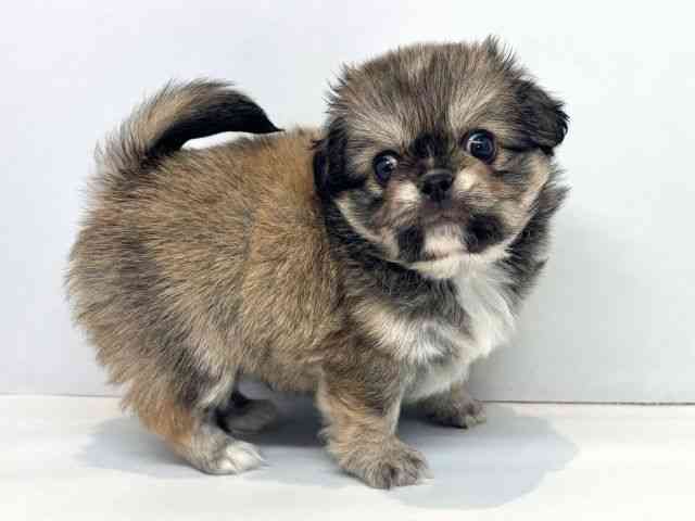 大阪府のチワペキ/ペキチー/ペキチワ(チワワ×ペキニーズ) (ひごペットフレンドリーセブンパーク天美店/2025年8月31日生まれ/男の子/フォーン)の子犬の2枚目の画像