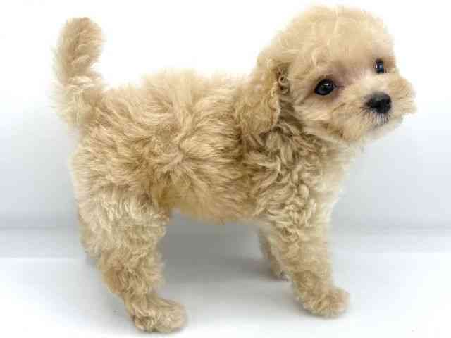 大阪府のトイプードル(トイ) (ひごペットフレンドリーららぽーとEXPOCITY店/2025年9月3日生まれ/男の子/オレンジフォーン)の子犬の2枚目の画像