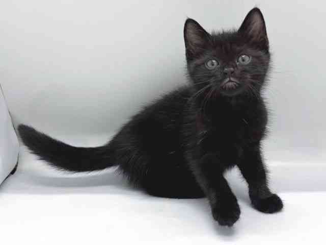 京都府のアメリカンショートヘアー (ひごペットフレンドリー京都店/2025年9月3日生まれ/男の子/ブラック)の子猫の2枚目の画像